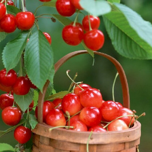 Em Cần Tuyển Gấp Cô Giúp Việc Nhà Quận 9 - Bao Ăn Ở, Làm Lâu Dài