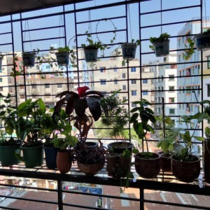 Ưu tiên cô giúp việc đi làm được ngay