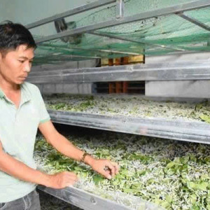 📣 Tuyển Người Nuôi Tằm Quy Mô Nhỏ-Có Chỗ Ở Lại