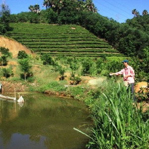 Em Tuyển Cô Về Coi Vườn, Nuôi Gà, Nuôi Cá