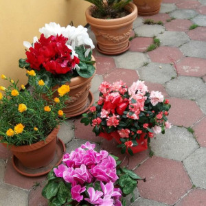 Vợ Chồng Em Vừa Mới Dọn Ra Ở Riêng Tha Thiết Tìm Cô Giúp Việc Nhà Làm Ở Lại