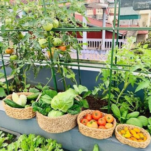 Ở Gần Bến Xe An Sương Cần Chị Giúp Việc Bao Ăn Ở Lại.